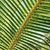 a close up of palm trees